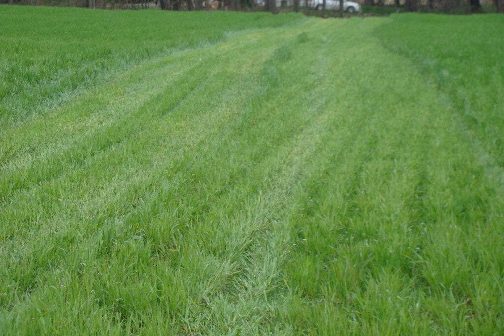 Green grassy field with tire tracks.