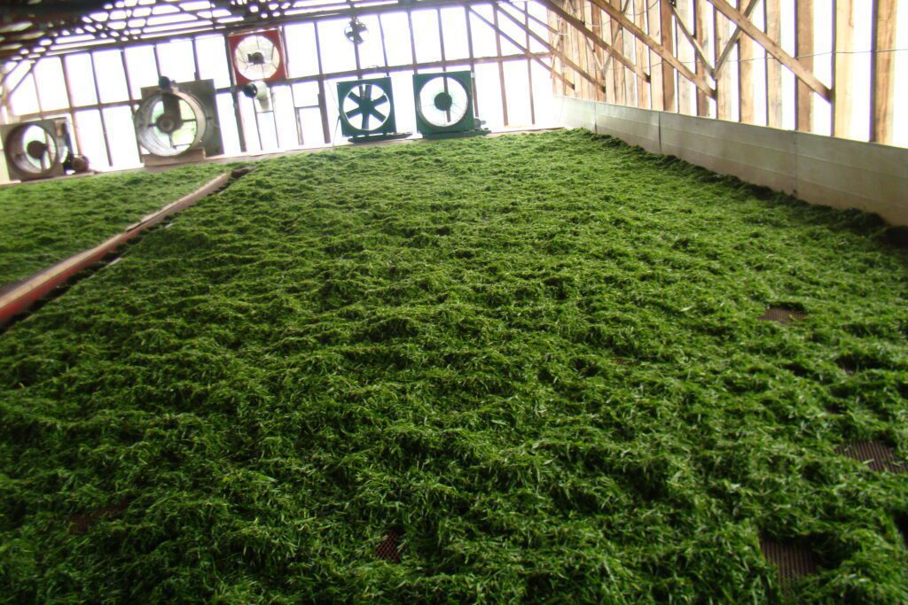 Drying green leaves in large ventilated room.
