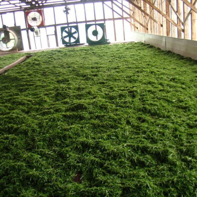 Drying green leaves in large ventilated room.