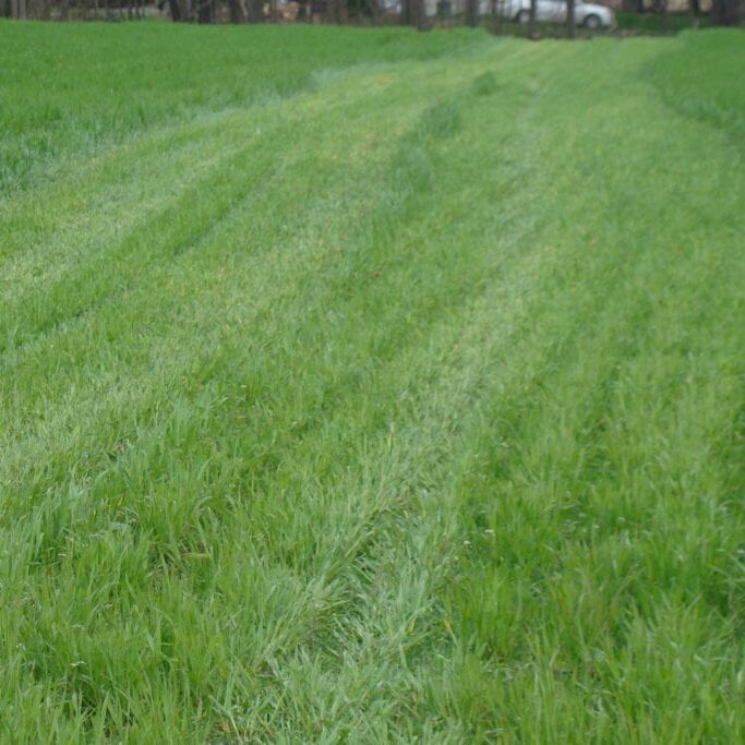 Green grassy field with tire tracks.